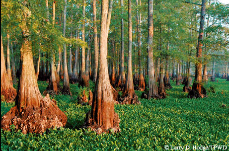 Photo by Larry Hodge